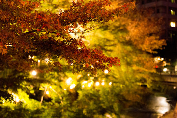 紅葉の夜京都