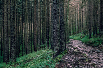 Obraz premium Scenic forest view with idyllic path after rain at summer morning in Tatra mountains, Poland