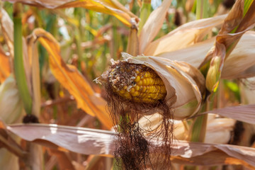 Dürre in der Landwirtschaft im Sommer - Hitzesommer mit warmen Temperaturen und trockenheit