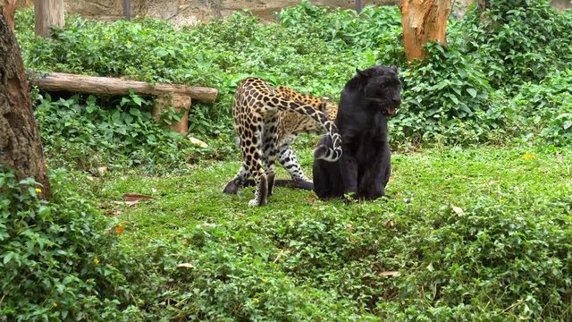 black leopard or black panther and leopard playing cute on grass.
