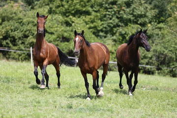 Thoroughbred young horses runs across a pasture summertime
