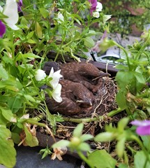 Obraz premium Amselkücken