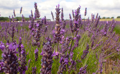 Close up of lavender stems and flowers.