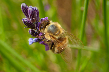 Close up of a bee taking nectar from a lavender flower.