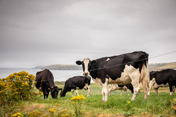 Irish Cow withe the sea of Red Strand in the background