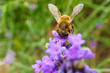 Close up of a bee taking nectar from a lavender flower.