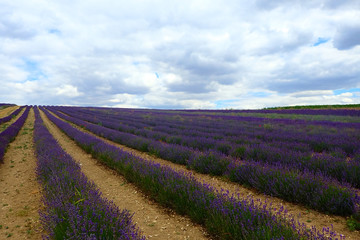 Fototapeta na wymiar Vast purple lavender fields.