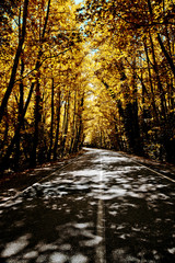 Fototapeta premium tree through the way green and brown Bartın Turkey