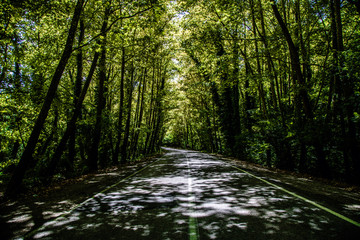 Obraz premium tree through the way green and brown Bartın Turkey