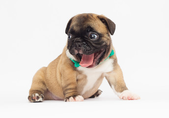 French Bulldog puppy on a white background