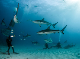 Fototapeta na wymiar Caribbean reef shark