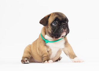 French Bulldog puppy on a white background