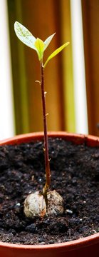 Junge Avocado-Pflanze