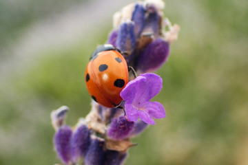 Ladybug standing on a lavender flower.