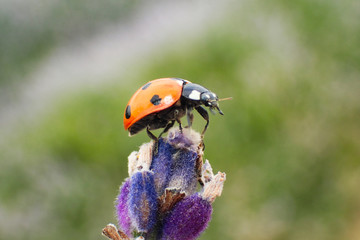 Close up of a ladybird standing on a lavender flower.
