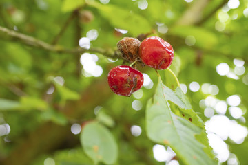 The rotten moldy cherry with green leaves