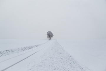 Trees in winter at a snowy road with gray sky