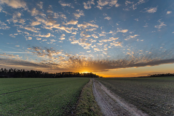 dirt track between fields leading to orange sunset behind the trees