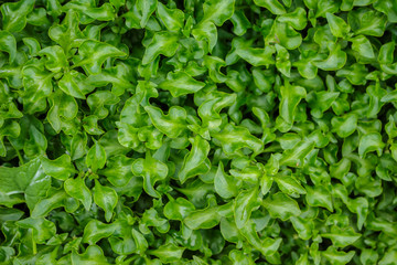 Obraz premium green grass texture nature background