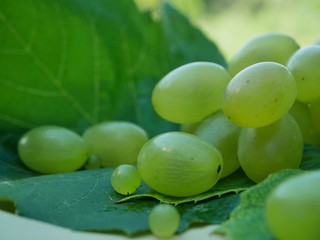 Polonne / Ukraine - 02 August 2018: Green grapes fruits on leaves