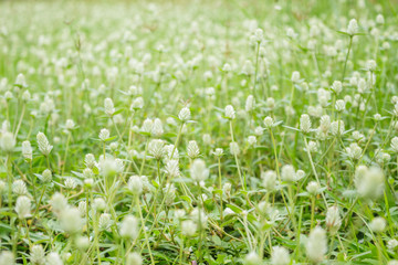 White flowers grass field that bloom in the rainy season.