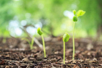 seed germination growth into forest