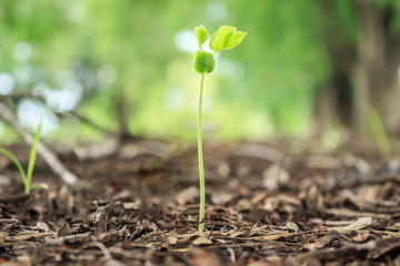 seed germination growth into forest