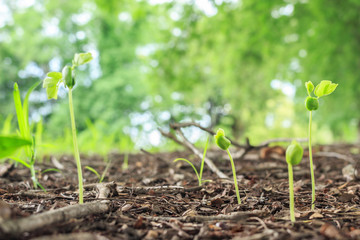 seed germination growth into forest