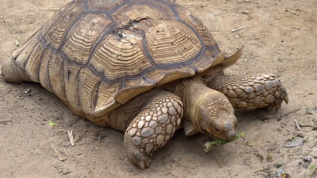 Closeup of Angonoka or Ploughshare tortoise on ground in zoo. Giant tortoise.