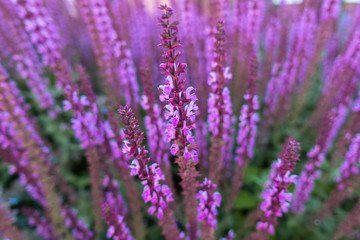 Lavender Field in the summer