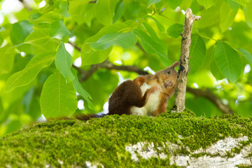 Eichörnchen beim Chillen auf dem Waldsofa