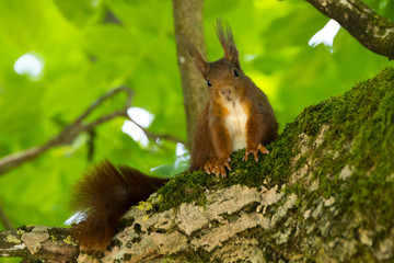 neugieriges Eichhörnchen