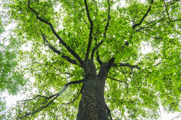Trees sprawl into the forest during the rainy season.