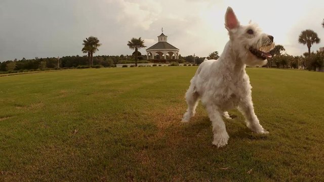 Silver Schnauzer plays with a tenacious spirit.16