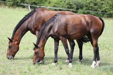 Naklejka na ściany i meble Young healthy horses grqaze peaceful summer green pasture