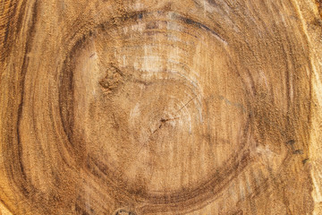 tree texture cut wood pattern ring inside tree trunk.