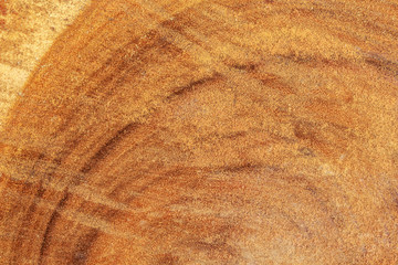 tree texture cut wood pattern ring inside tree trunk.