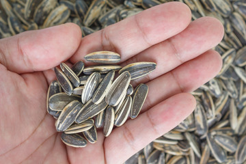 seed sunflower in hand on seed sunflower background.