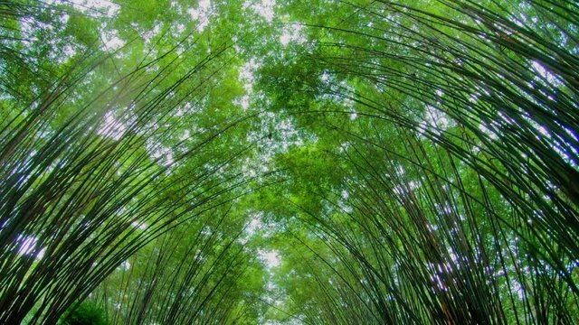 Bamboo tunnel ,moving shot by stabilizer