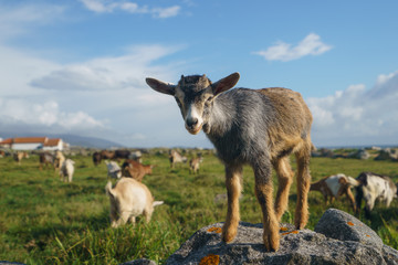 A herd of goats grazing on the green fresh pasture near the ocean at the sunny day