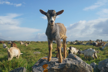 A herd of goats grazing on the green fresh pasture near the ocean at the sunny day