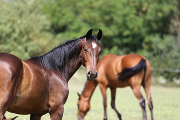 Fototapeta premium Portrait of a beautiful young purebred horse