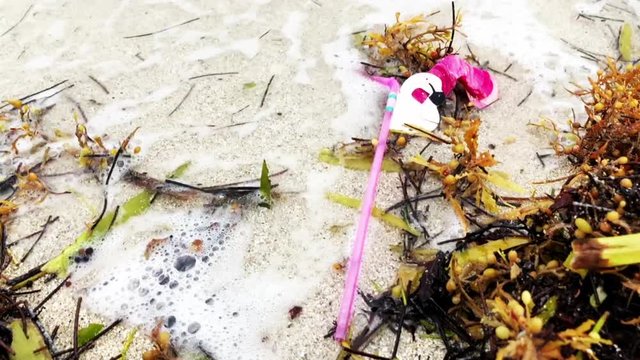 Novelty plastic pink flamingo straw sitting washed up with Sargassum seaweed on the shore of a tropical beach