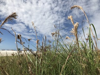 Beach with Grass