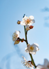 白梅　ピンクの梅