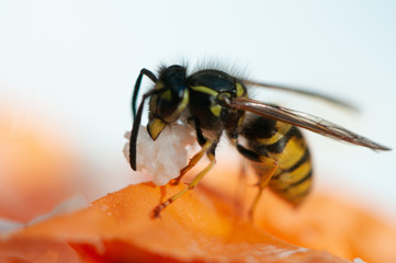 Wespe auf Nahrungssuche