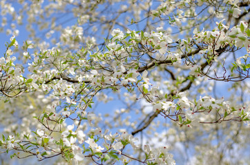 Spring flowering trees in Virginia