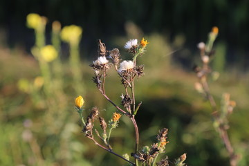 Wild flower