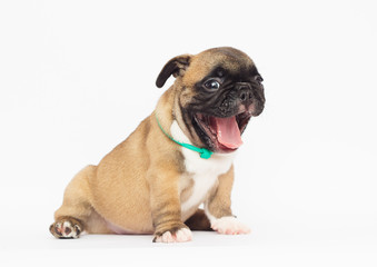 Obraz premium French Bulldog puppy on a white background
