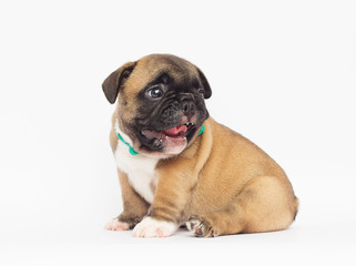 French Bulldog puppy on a white background